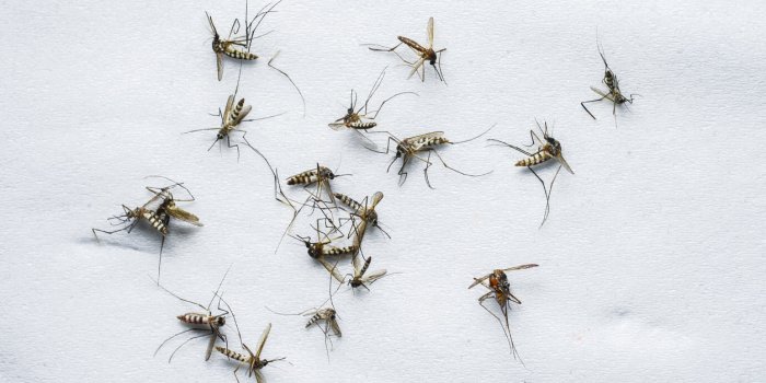 Mouches, moustiques : l'astuce la plus efficace pour s'en débarrasser 