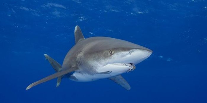 Var : un requin-renard décapité retrouvé sur une plage 