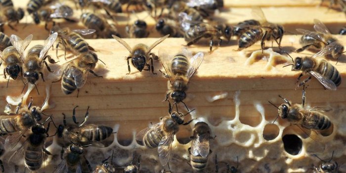 Attaque d'abeilles : une nonagénaire piquée plus de 200 fois