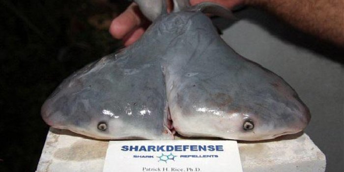 Le mystère des requins à deux têtes : d'où vient leur étrange mutation ?