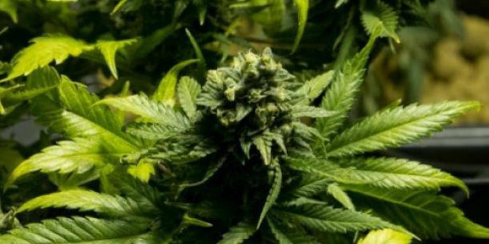 Le Canada va légaliser le cannabis 