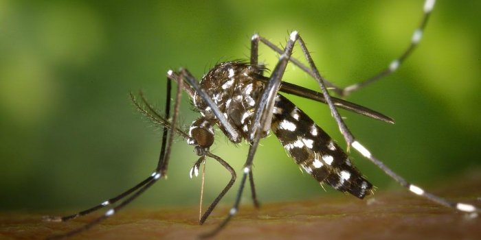 Le moustique tigre peut-il transmettre le coronavirus ?