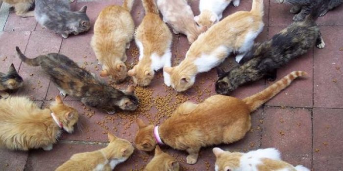 Thuir : une trentaine de chats et un enfant de 5 ans découverts dans un tout petit F2