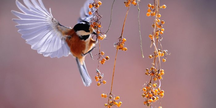 Vague de chaleur : comment aider les oiseaux et petits animaux ?