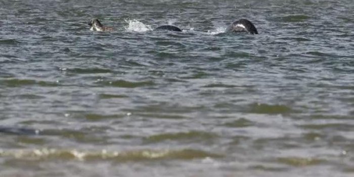 Monstre du Loch Ness : la nouvelle photo qui donne des frissons 