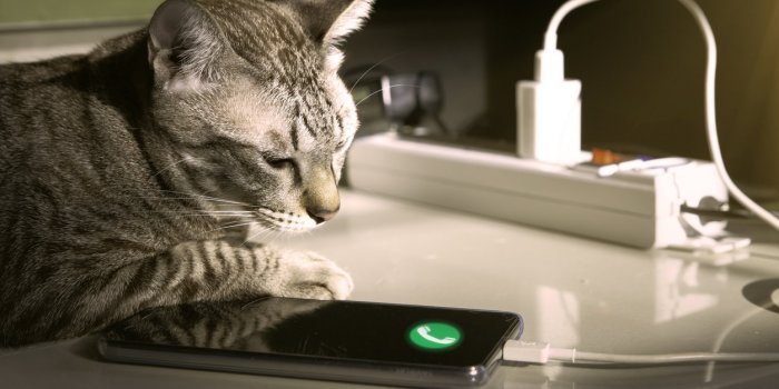 Internet : pourquoi les contenus pensés pour les chats envahissent les écrans ?