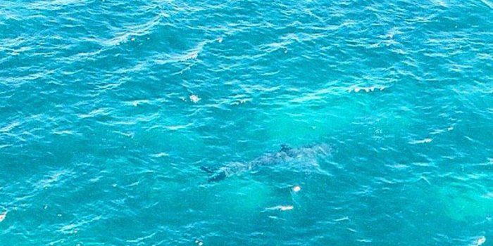 Un requin de sept mètres sème la terreur sur les côtes australiennes 
