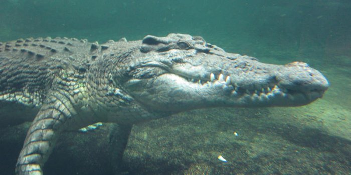 Australie : une femme happée par un crocodile lors d'un bain nocturne