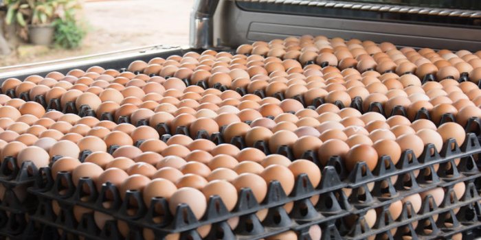 Confinement : pourquoi vous allez avoir du mal à trouver des œufs