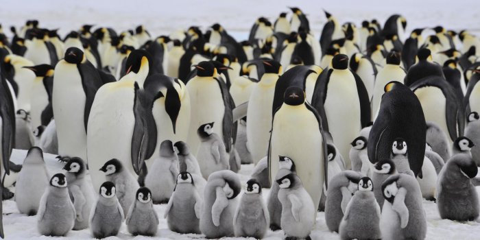 "L'Empereur" : connaissez-vous la différence entre un pingouin et un manchot ?