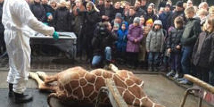 Danemark : l'euthanasie de Marius, un girafon en pleine santé fait polémique