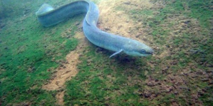 Suède : disparition de la plus vieille anguille d'Europe... à l'âge incroyable de 155 ans !