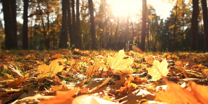 Météo de l'automne : les vagues de chaleur risquent-elles de continuer jusqu'en octobre ?