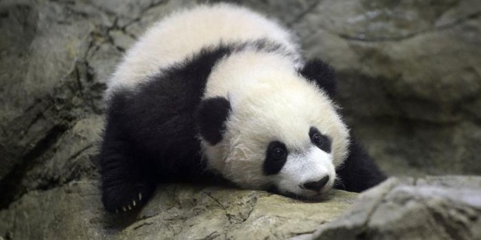 Bei Bei, le b&eacute;b&eacute; panda g&eacute;ant qui fait craquer les visiteurs du zoo de Washington