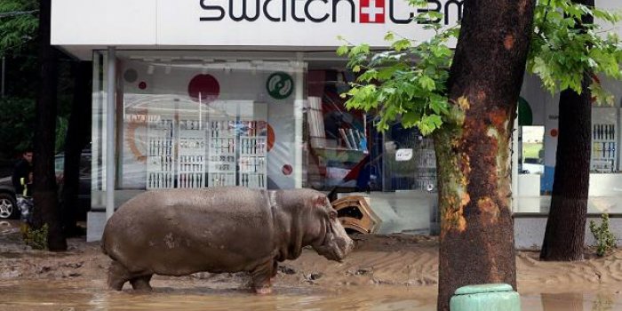 Inondations en G&eacute;orgie : les animaux d'un zoo errent dans les rues