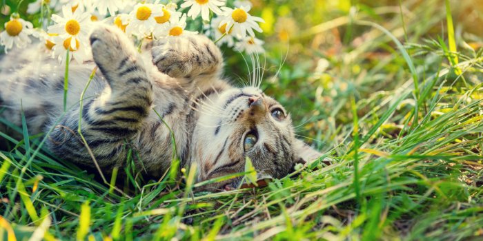 6 astuces naturelles pour repousser les chats de son jardin