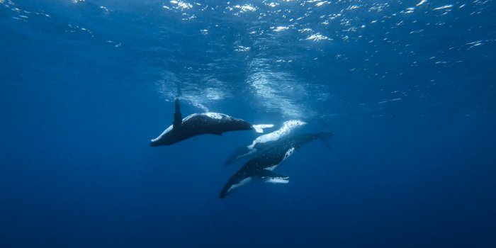 10 lieux dans le monde o&ugrave; observer les baleines