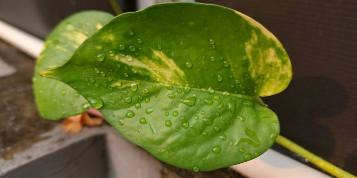 Ces 10 plantes qui combattent l'humidit&eacute; dans votre maison