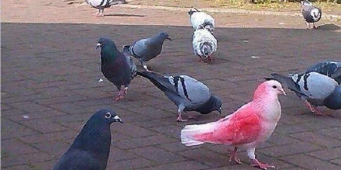 De myst&eacute;rieux pigeons roses occupent la Grande-Bretagne
