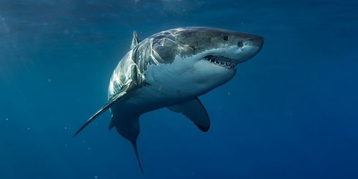 Requins en France : quelles sont les zones &agrave; risques ? 