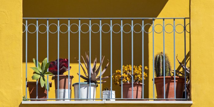 Terrasse : 10 plantes et fleurs faciles &agrave; entretenir