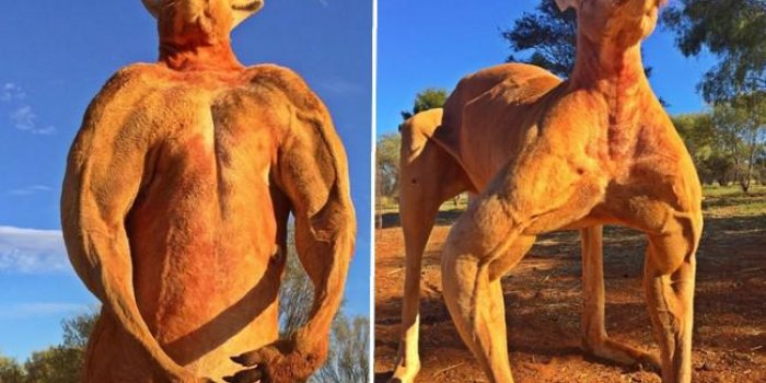 PHOTOS Roger le kangourou bodybuild&eacute; a encore pris du muscle !