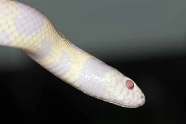 gros plan d'une getula lampropeltis