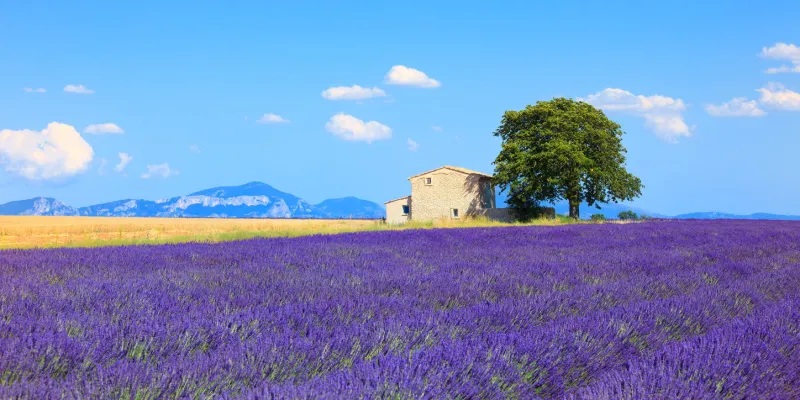 lavender flowers blooming field, wheat, house and lonely tree panoramic view plateau de valensole, provence, france, europe