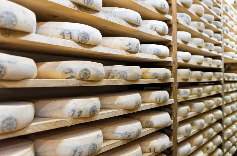 pile of aging cheese on wooden shelves in maturing cellar in franche comte dairy in france
