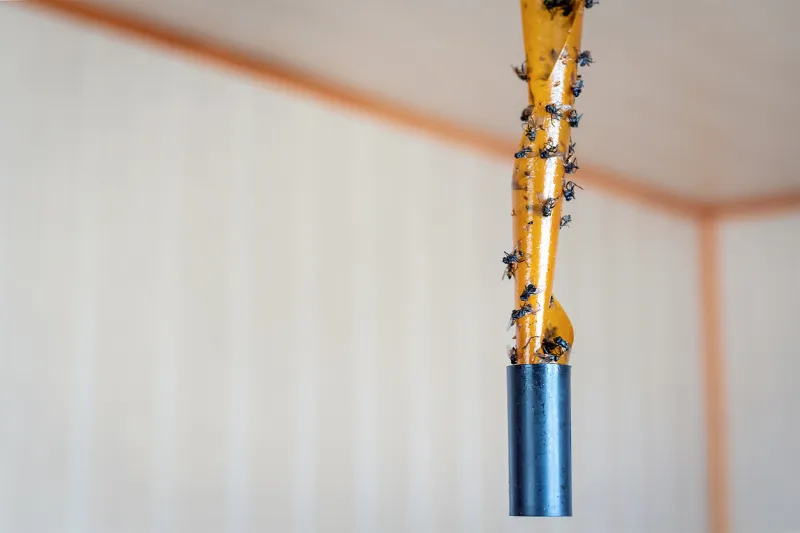 close up and soft focus of the sticky and adhesive fly tape or flypaper on the background of a beige wall the concept of insect control, epidemic and disease vectors copy space