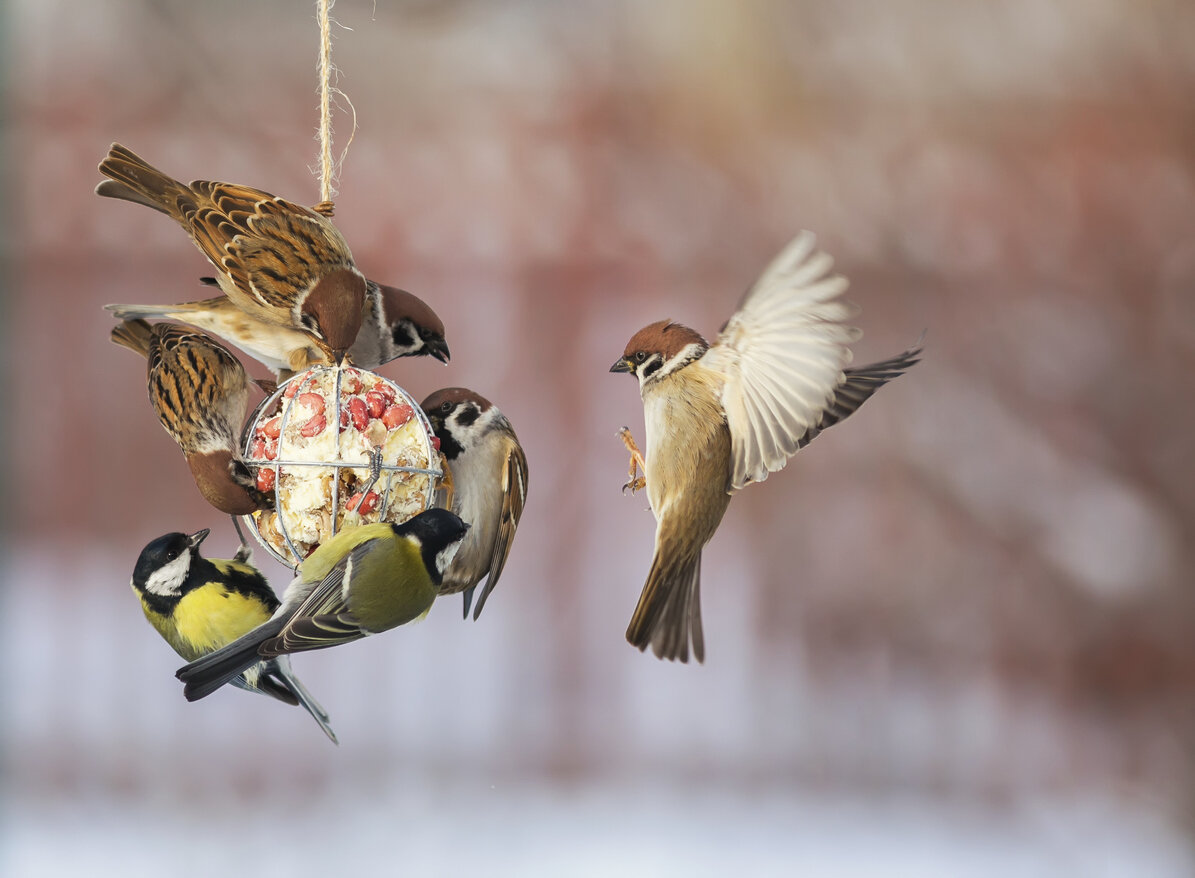 Nourrissage des oiseaux en hiver : jusqu'à quand faut-il les nourrir ?