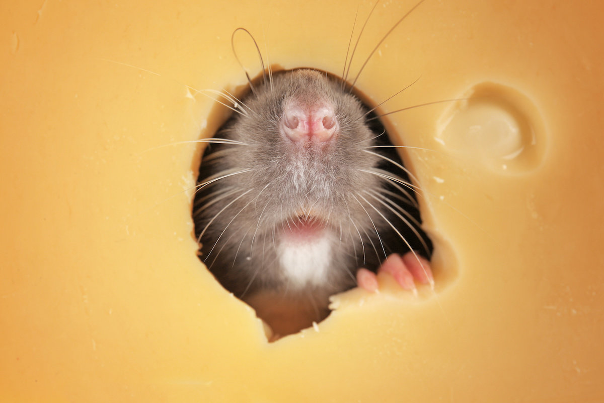 Quelles sont les odeurs qui font fuir les rats ?