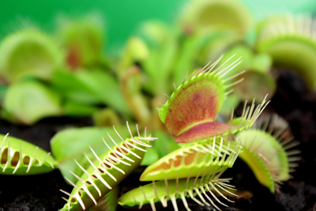 Plantes Carnivores : produits naturels contre les moucherons dans votre  maison ? 🏡 