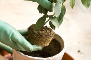 Stériliser la terre de vos plantes vertes