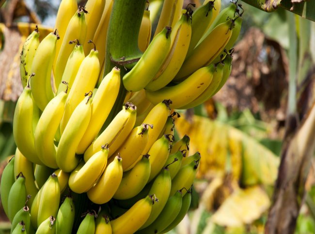 Pourquoi les bananes sont-elles courbées ? 