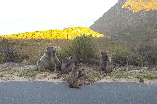 La réserve naturelle du Cap de Bonne-Espérance