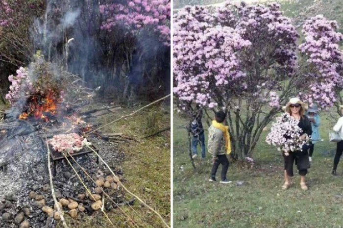 Des touristes chinois coupent des branches d'azalée pour allumer un barbecue...