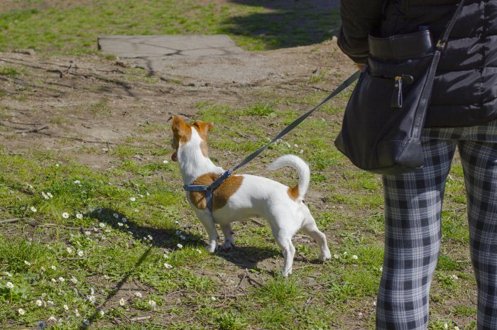 Dog-sitter ou promeneur de chien