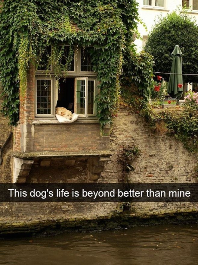 "La vie de ce chien est meilleure que la mienne" 