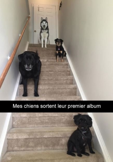 Nouveau boysband canin