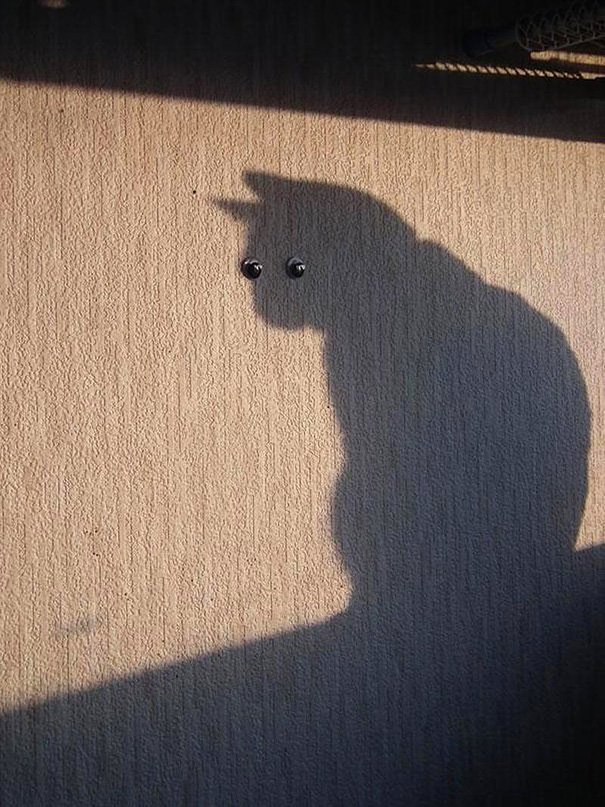 Ce chat n'est plus que l'ombre de lui mÃªme