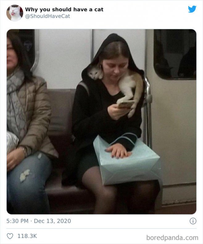 Un félin de bonne compagnie dans le métro