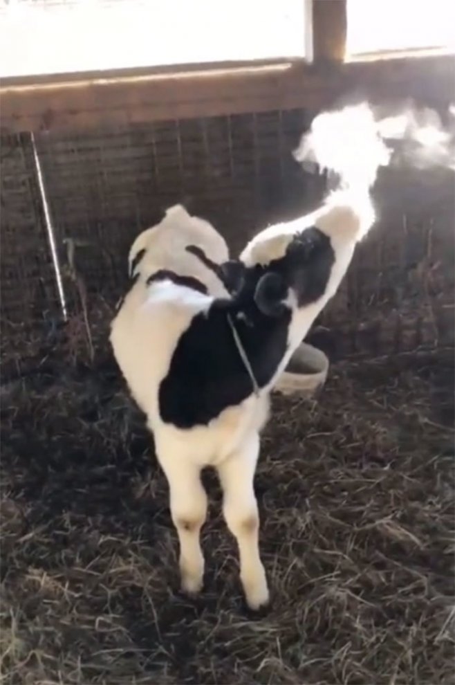 Quand une vache expérimente la condensation