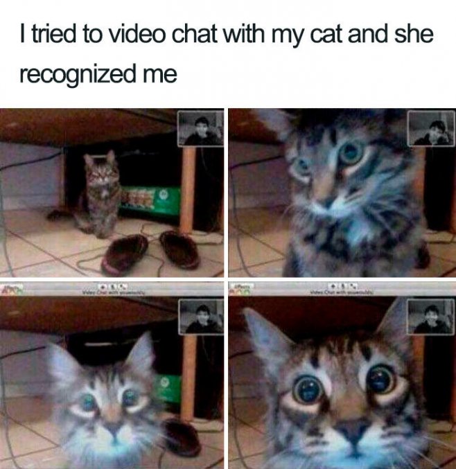 J'ai essayé de discuter par vidéo avec ma chatte et elle m'a reconnu