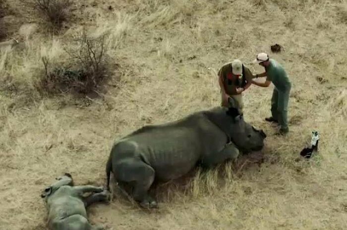 Pas touche à mon rhinocéros !