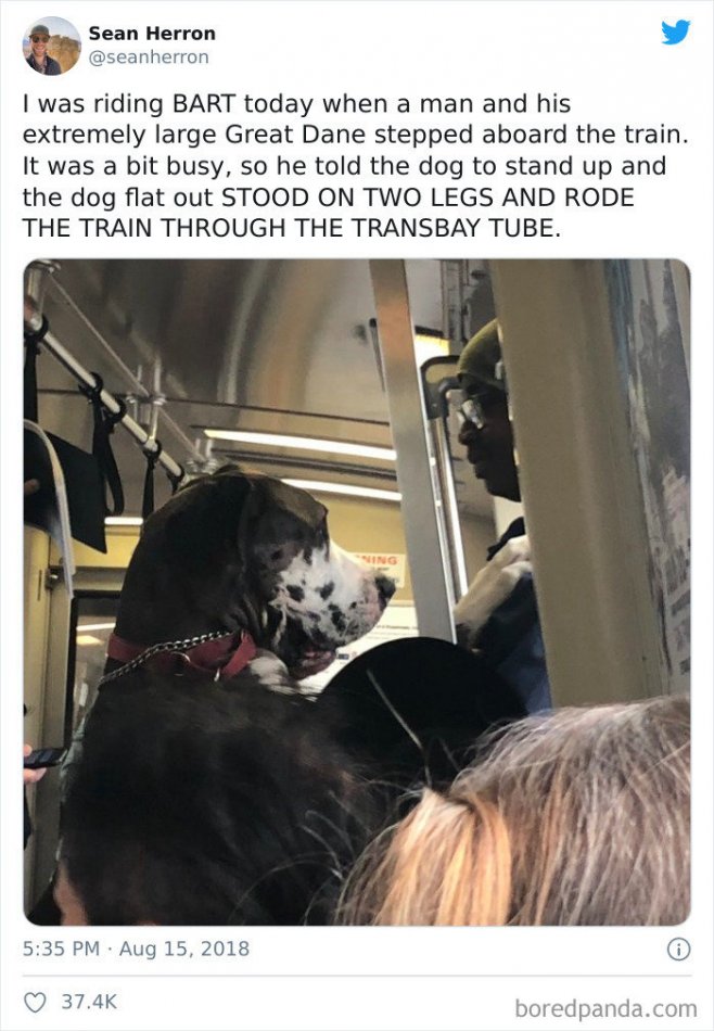 Le chien se tenait sur deux pattes et voyageait dans le train à travers le métro