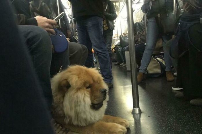 Le sosie du Roi Lion aperçu dans le métro