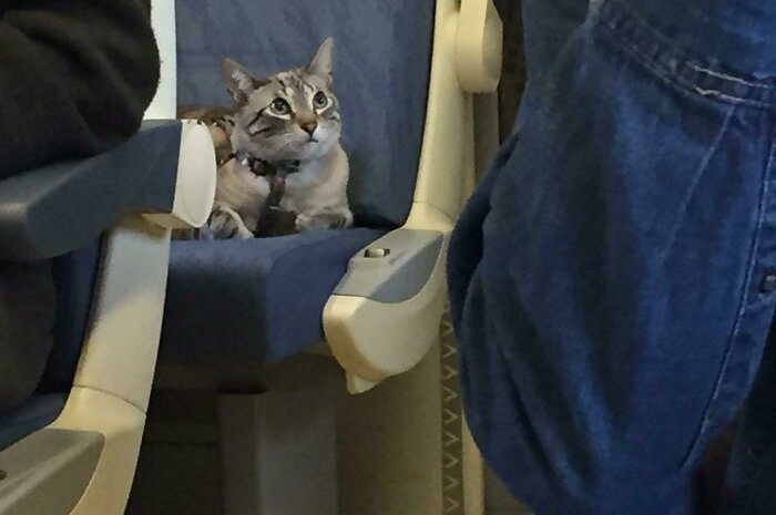 Un chat sagement assis sur son siège dans le train