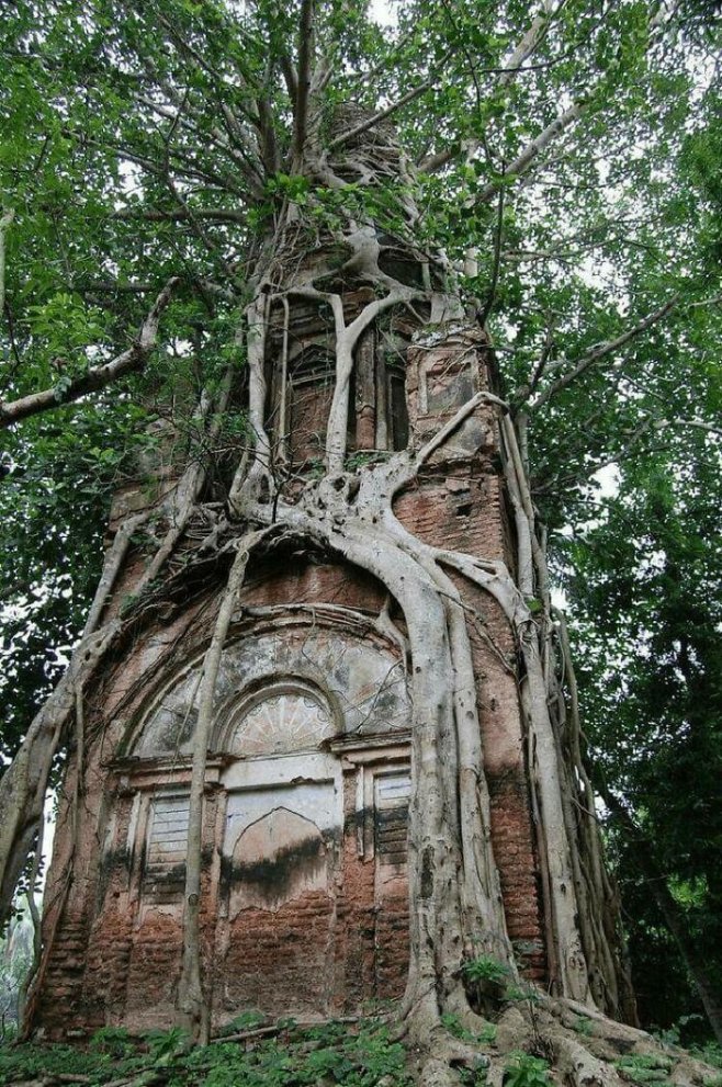 Un vieux temple enlacé par les racines au Bangladesh