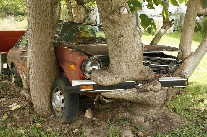 Une vieille voiture encastrée entre les arbres